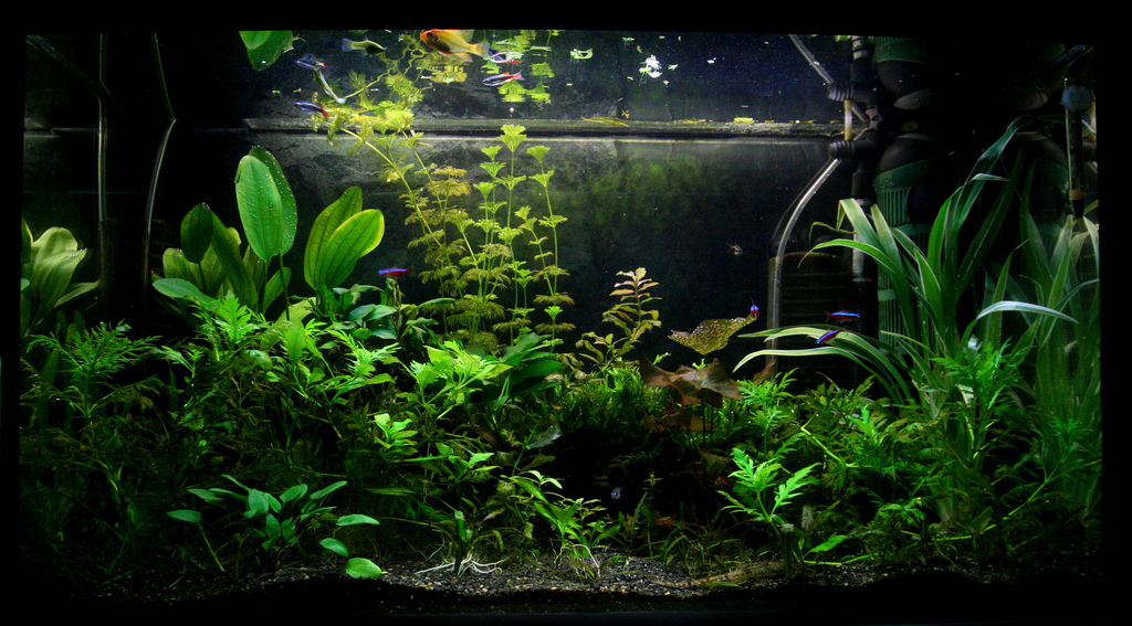 A lush planted aquarium, filled with life